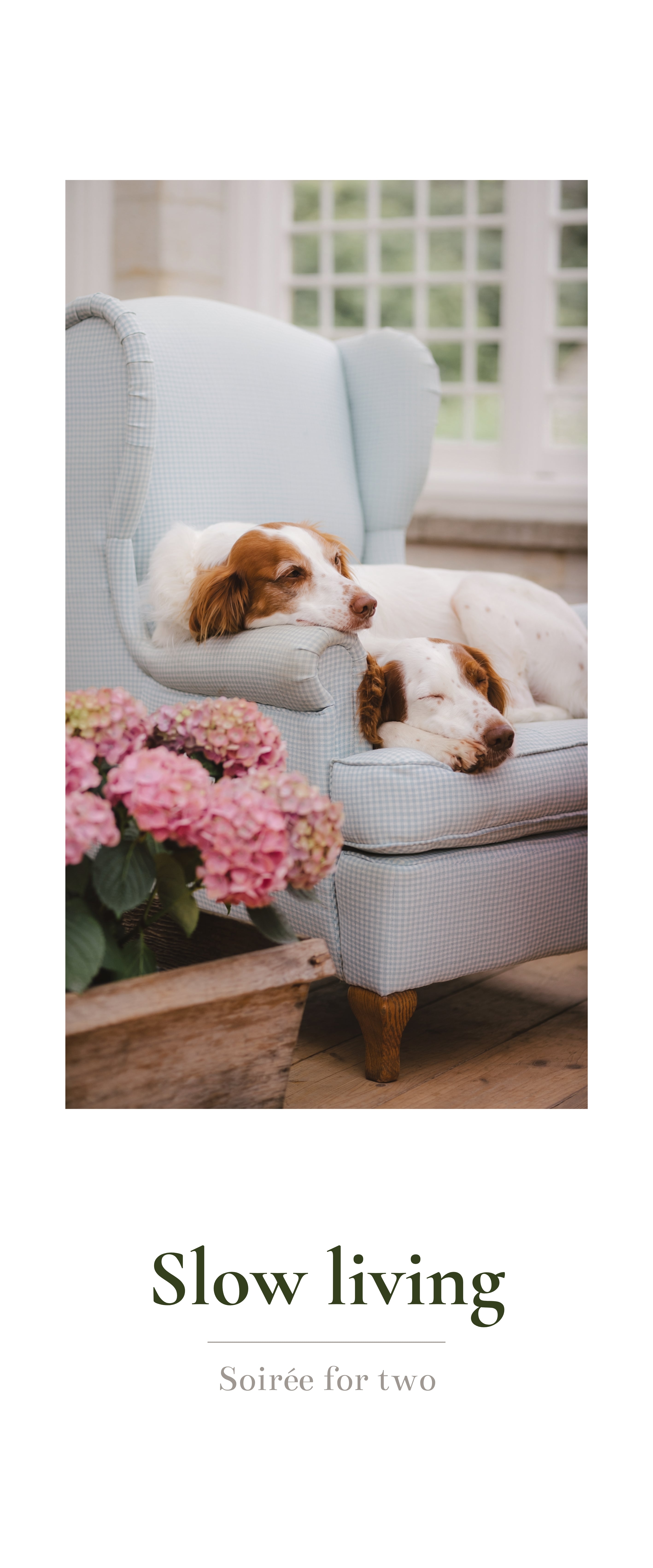 Banner décoratif Slow living - Deux épagneuls endormis sur fauteuil bleu avec hortensias roses et texte Slow living Soirée for two